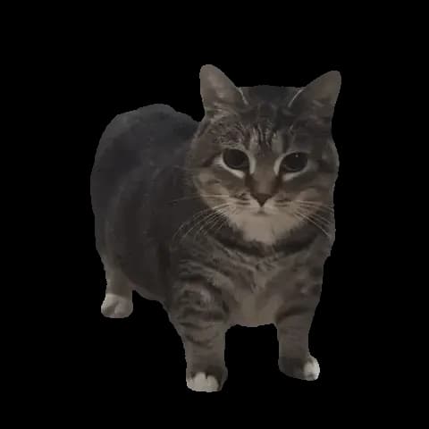 Static Cat